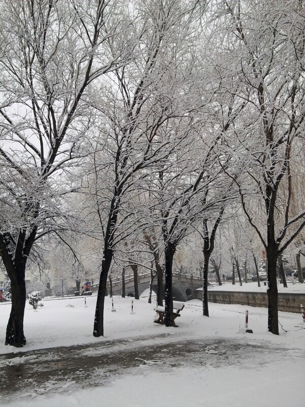 初冬雪后的树图片