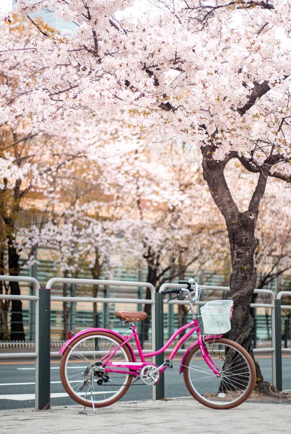 樱花日式自行车清新唯美背景素材