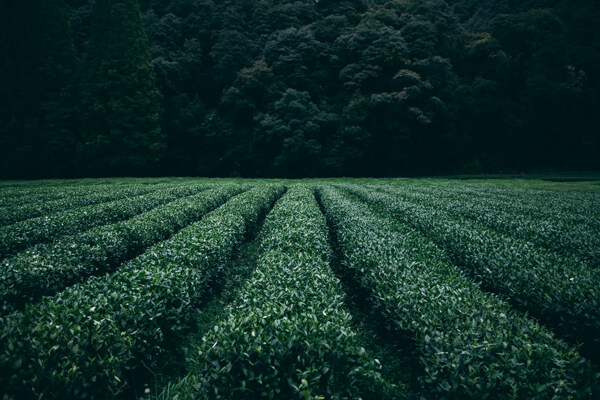 茶园背景