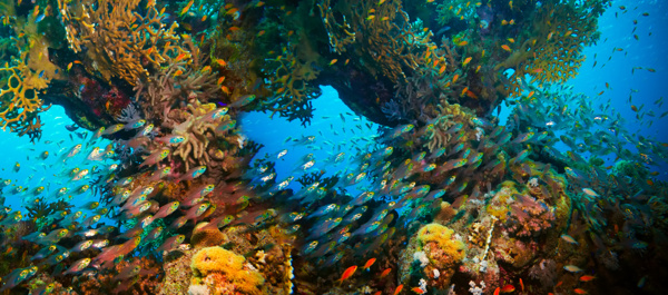 海底密集的鱼群图片