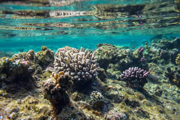 海水里的珊瑚图片