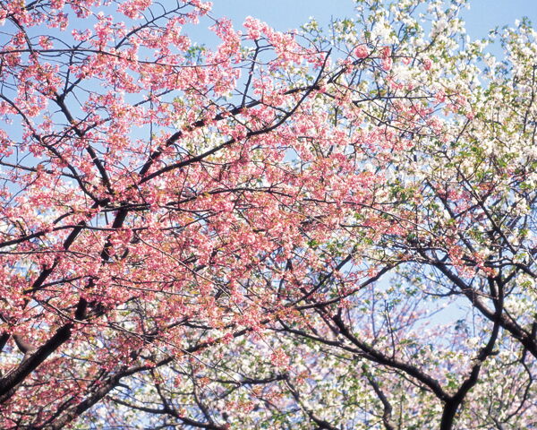 春暖花开花朵花瓣花草花卉