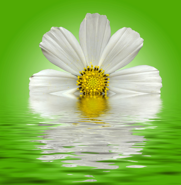 水中的白色雏菊图片