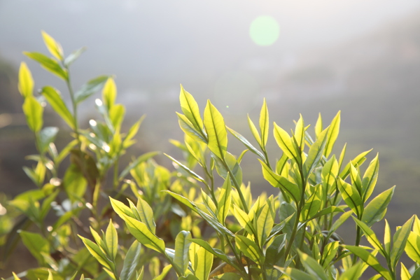 单丛茶芽图片