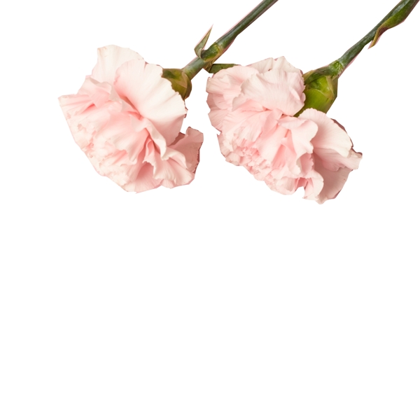 两朵粉色花朵免扣图