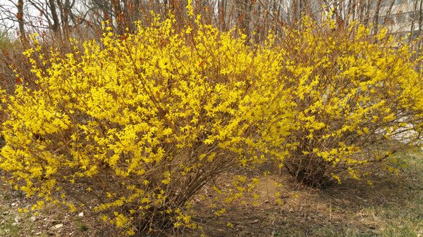 春天满树的黄色连翘花图片