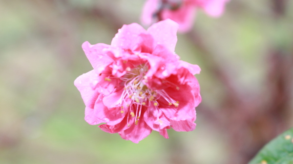 一朵小桃花图片