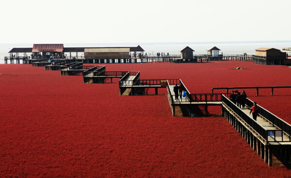 盘锦红海滩图片