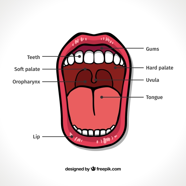 口腔结构图矢量