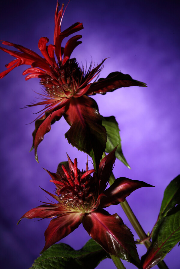 暗红色植物花朵