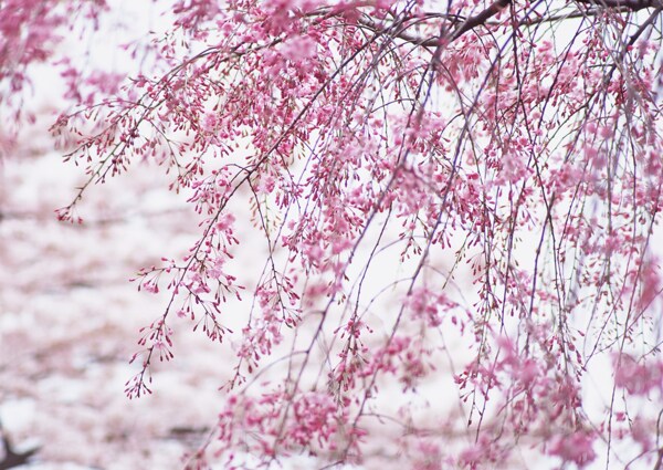 垂下的花枝特写图片