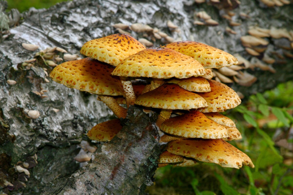 树干上的蘑菇图片