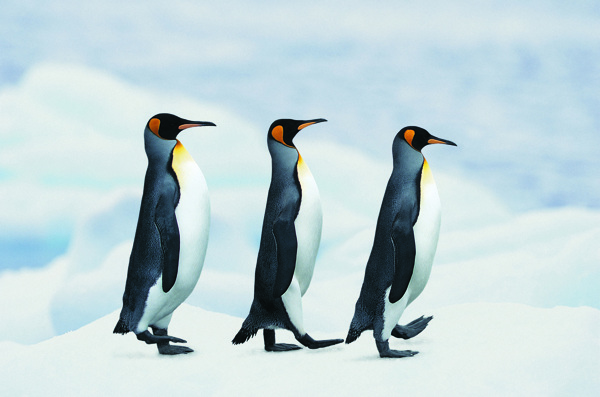 3只企鹅在排队图片