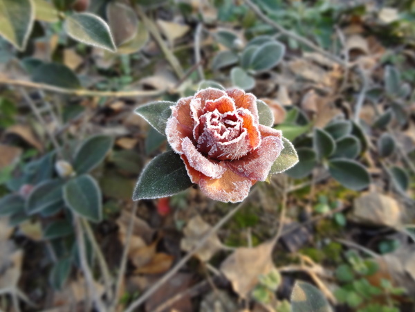 茶花白霜图片