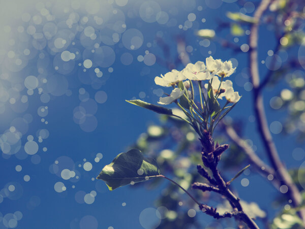 蓝色梨花背景图片