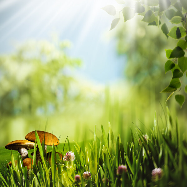 阳光与草地蘑菇风景图片