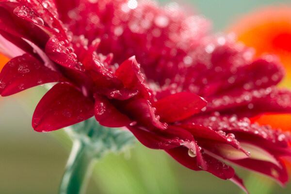 红色非洲菊