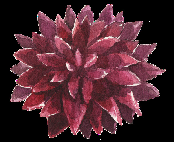 红色带刺花卉透明素材
