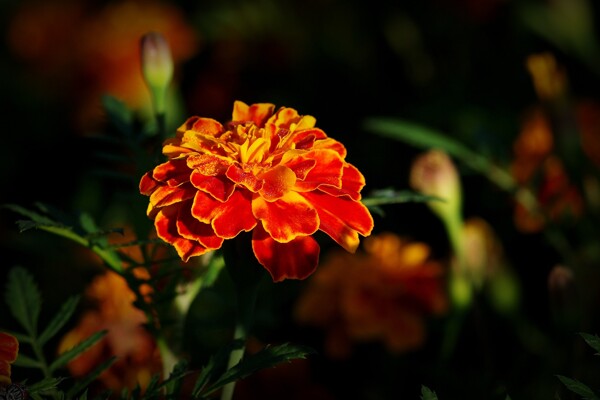 唯美橙色万寿菊图片