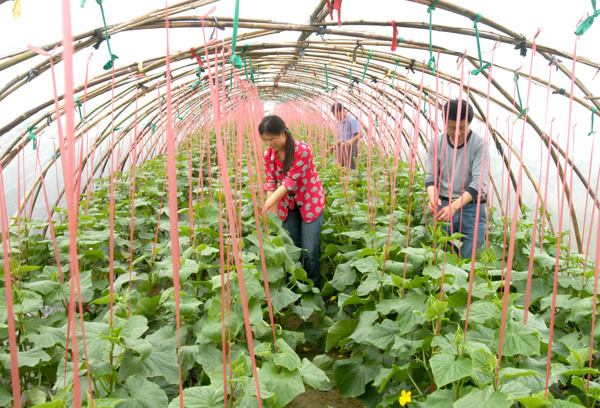 大棚蔬菜图片