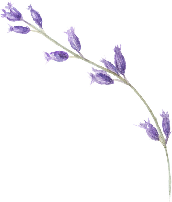 一枝紫色花朵美丽高清图片素材
