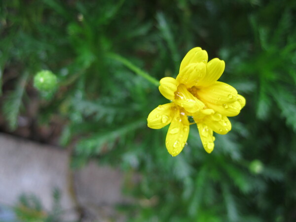 雨后黄花图片
