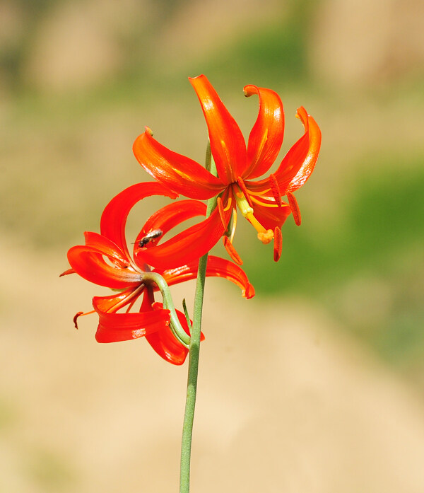 山丹花山丹丹百合花百合园