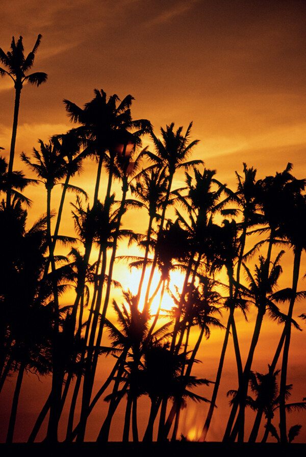 夕阳下的椰树剪影
