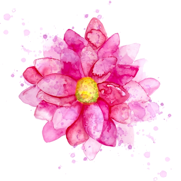 水彩菊花朵矢量素材图片