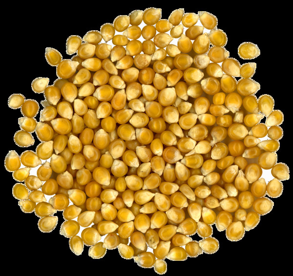 黄金玉米粒png元素