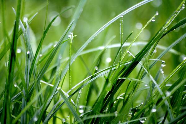 雨中的小草