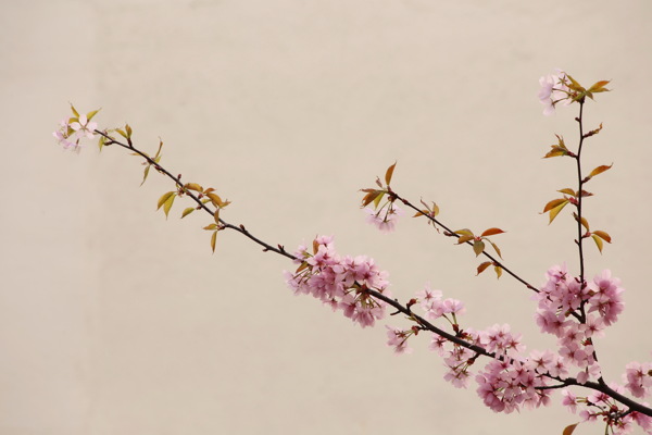 古风桃花图片