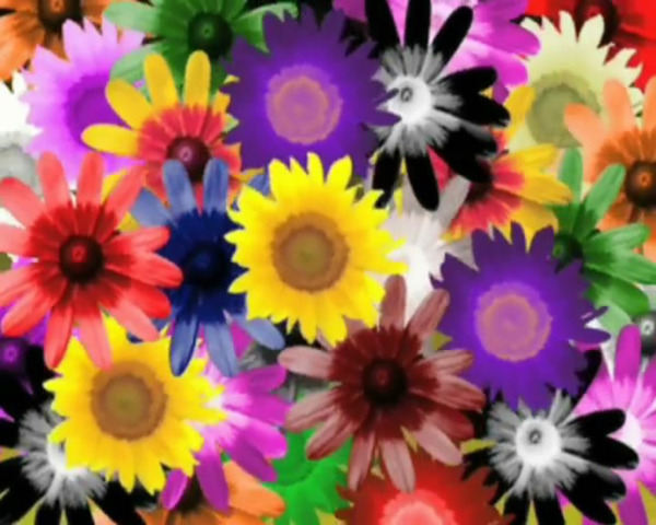 五彩缤纷植物鲜花视频素材