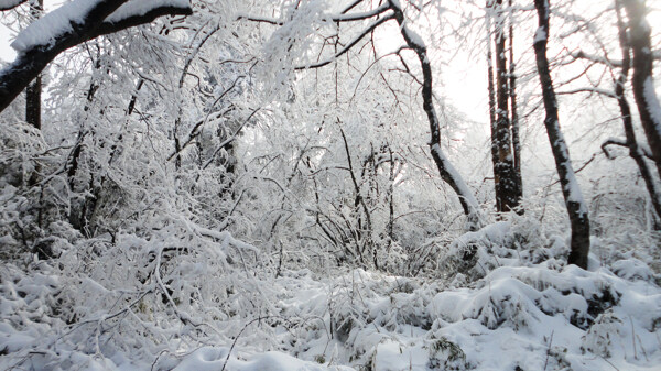 雪林图片