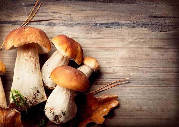 木板上的蘑菇图片