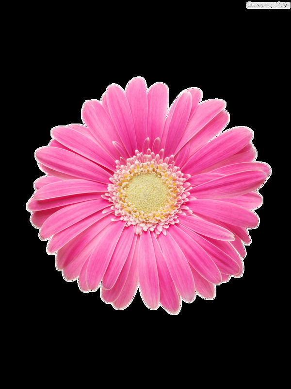 一朵鲜艳美丽的菊花透明装饰素材