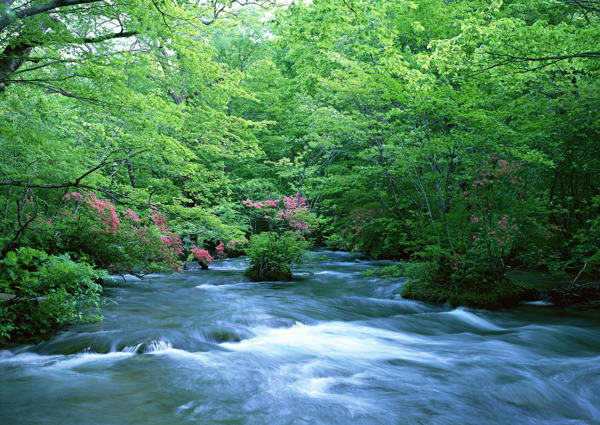 树植物水风景