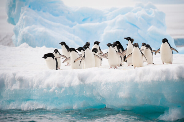 冰面上的一群企鹅图片