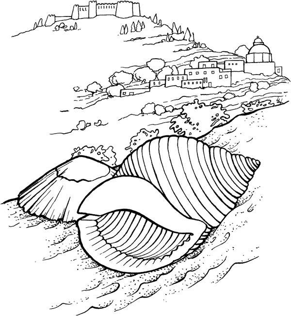 海贝海螺028