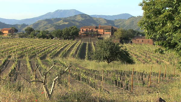 西西里岛的葡萄园和酿酒厂的股票视频视频免费下载