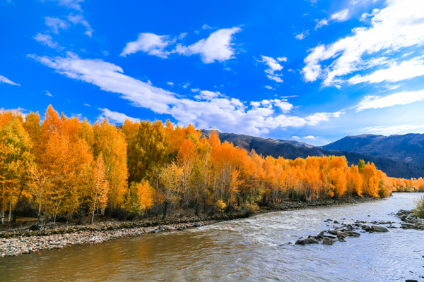新疆可可托海的金秋景色