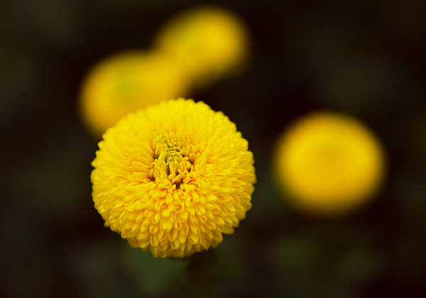 位图植物花朵写实花卉高清免费素材