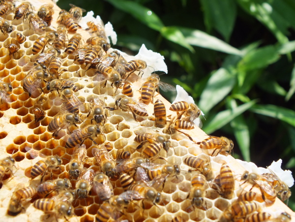 蜜蜂中华土蜂图片