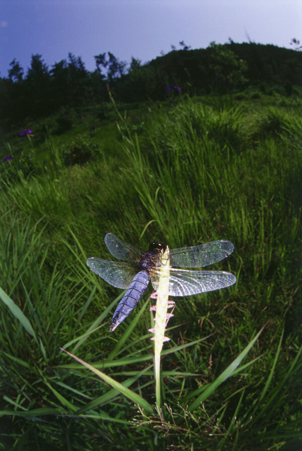 美丽花朵上的蜻蜓