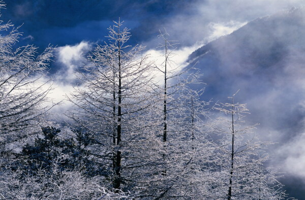 冬天雪景雪景大雪