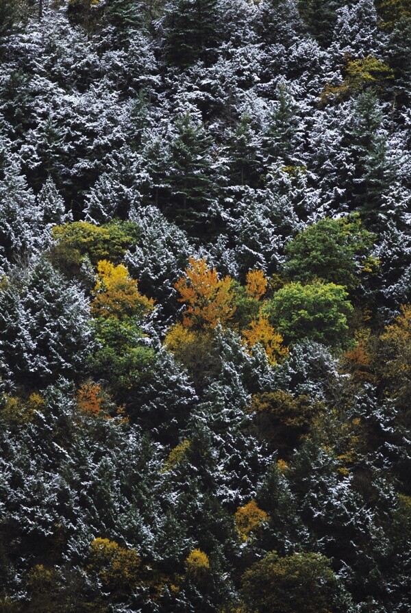 积雪森林风景图片图片