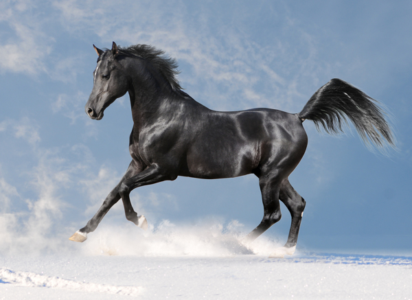 雪地上奔跑的黑马图片