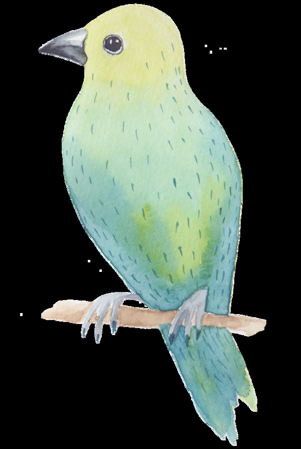 鹦鹉鸟类透明装饰图案