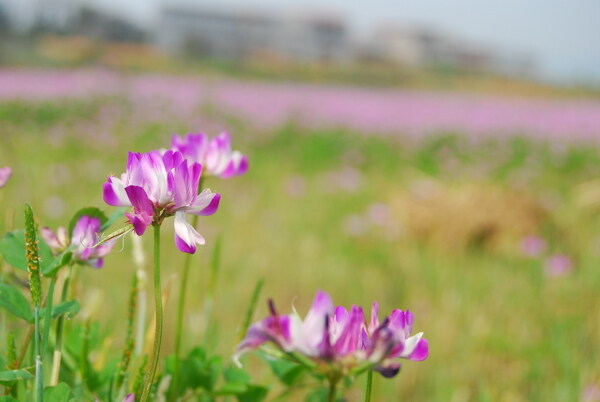 草籽花图片