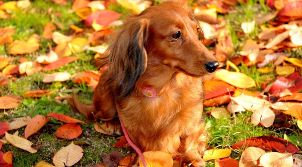 秋天树叶与小狗图片